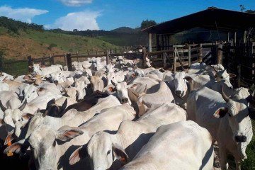 Em 2025, a arroba foi vendida, em média, a R$ 315, mas no fim de 2026 esse valor pode variar entre R$ 380 e R$ 400
 -  (crédito: Emater/Divulgação)