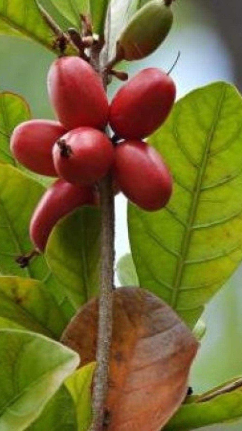 A fruta-do-milagre, ou cereja miraculosa, &eacute; a estrela por tr&aacute;s da transforma&ccedil;&atilde;o do paladar, capaz de ado&ccedil;ar o azedo -  (crédito: iStock)