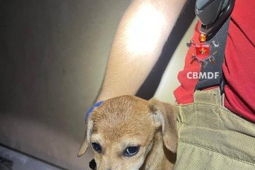 Cão foi resgatado em tubulação com aproximadamente dez metros de profundidade -  (crédito: Divulgação/CBMDF)