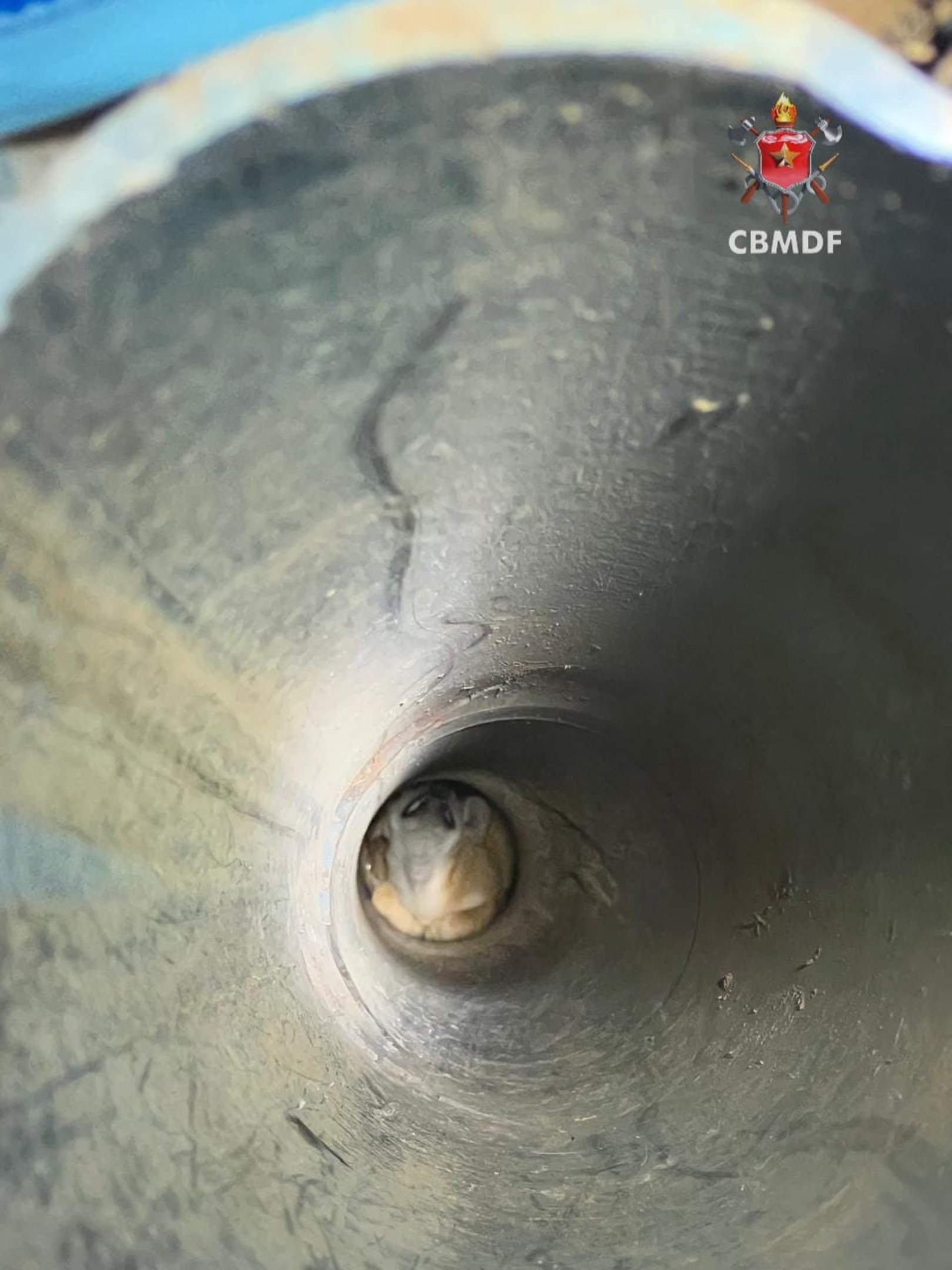 C&atilde;o foi resgatado em tubula&ccedil;&atilde;o com aproximadamente dez metros de profundidade