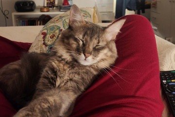 Quando está muito feliz, Xana fica de pé, apoiada apenas nas patas traseiras, para receber carinho na cabeça - (crédito: Arquivo pessoal) Quando está muito feliz, Xana fica de pé, apoiada apenas nas patas traseiras, para receber carinho na cabeça - (crédito: Arquivo pessoal)