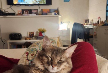 Quando está muito feliz, Xana fica de pé, apoiada apenas nas patas traseiras, para receber carinho na cabeça -  (crédito: Arquivo pessoal) -Quando está muito feliz, Xana fica de pé, apoiada apenas nas patas traseiras, para receber carinho na cabeça -  (crédito: Arquivo pessoal)