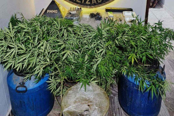 Pés de maconha, entorpecentes e materiais de fabricação de drogas foram apreendidos na casa do suspeito, que foi preso - (crédito: PMMG/Divulgação) Pés de maconha, entorpecentes e materiais de fabricação de drogas foram apreendidos na casa do suspeito, que foi preso - (crédito: PMMG/Divulgação)