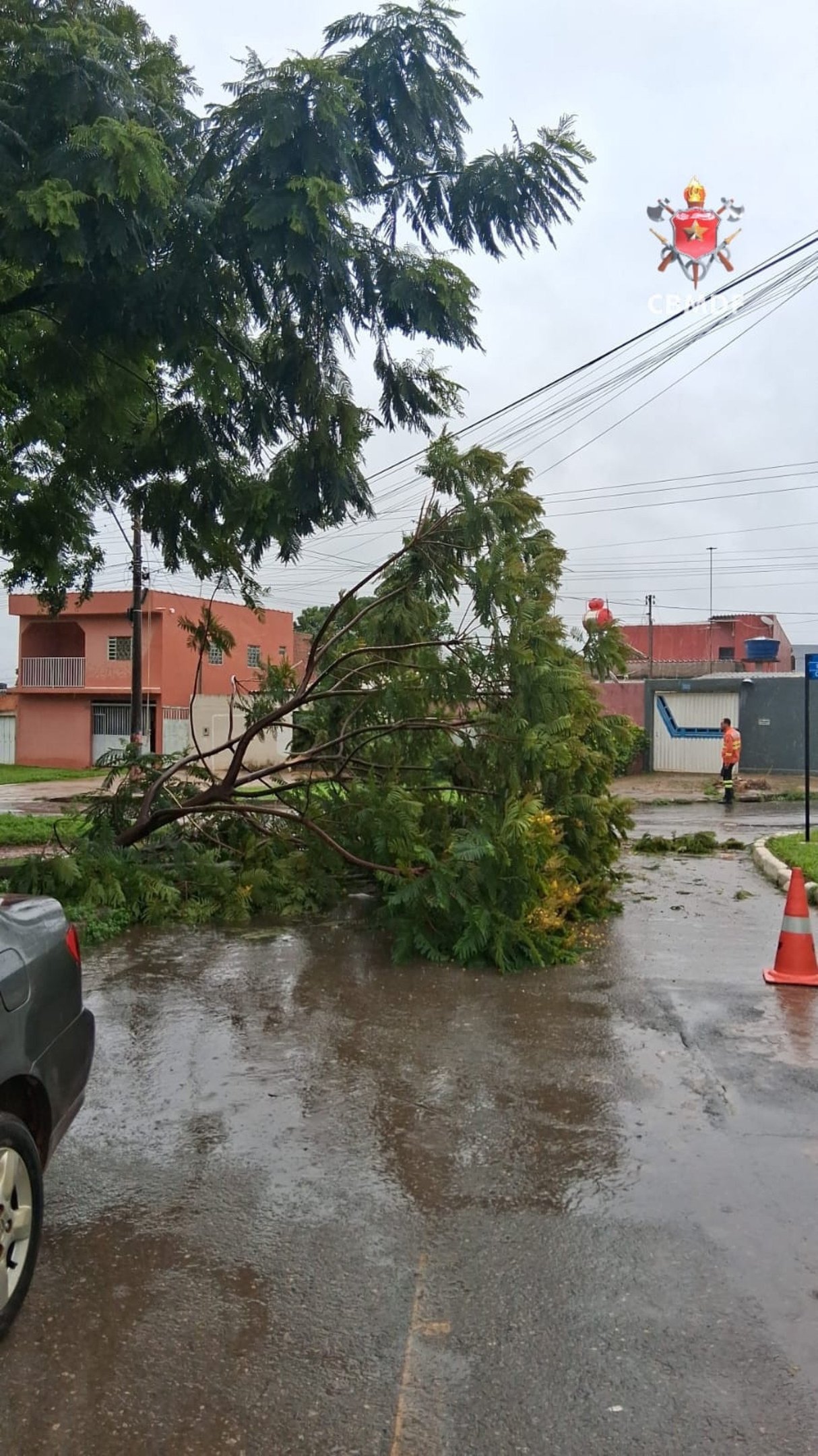 &Aacute;rvore caiu em Planaltina e atingiu a fia&ccedil;&atilde;o el&eacute;trica