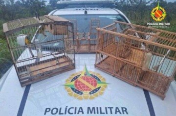 Durante a investigação, os militares encontraram três aves silvestres mantidas de forma irregular -  (crédito: Divulgação/PMDF)