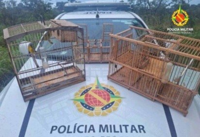 Durante a investigação, os militares encontraram três aves silvestres mantidas de forma irregular -  (crédito: Divulgação/PMDF) -Durante a investigação, os militares encontraram três aves silvestres mantidas de forma irregular -  (crédito: Divulgação/PMDF)