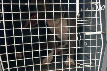 Animal foi capturado pelos bombeiros e encaminhado para a Clínica Municipal de Manhuaçu -  (crédito: Corpo de Bombeiros/Reprodução)