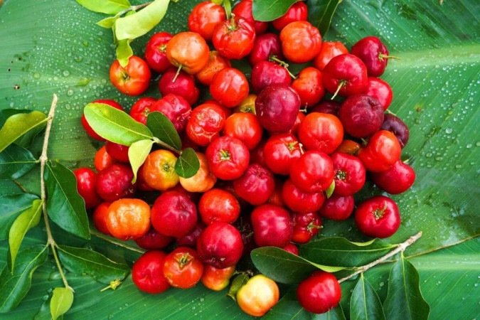 A acerola é uma excelente fonte de vitamina C (Imagem: Mr.Somchai Sukkasem | Shutterstock) - (crédito: EdiCase) A acerola é uma excelente fonte de vitamina C (Imagem: Mr.Somchai Sukkasem | Shutterstock) - (crédito: EdiCase)