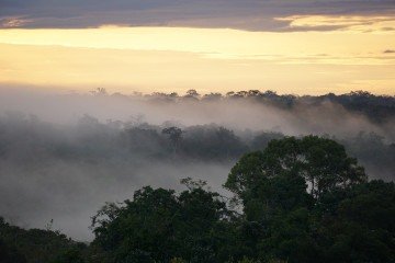 A floresta amazônica está sendo atingida por mais dias de seca extrema - (crédito: Jeffrey Chambers/UC Berkeley) A floresta amazônica está sendo atingida por mais dias de seca extrema - (crédito: Jeffrey Chambers/UC Berkeley)