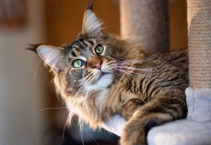 Algumas raças de gatos se destacam justamente pela curiosidade intensa (Imagem: photosbelkina | Shutterstock) -  (crédito: EdiCase) -Algumas raças de gatos se destacam justamente pela curiosidade intensa (Imagem: photosbelkina | Shutterstock) -  (crédito: EdiCase)