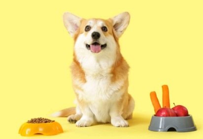 Alguns sabores costumam agradar ao paladar dos cachorros (Imagem: Pixel-Shot | Shutterstock) -  (crédito: EdiCase) -Alguns sabores costumam agradar ao paladar dos cachorros (Imagem: Pixel-Shot | Shutterstock) -  (crédito: EdiCase)