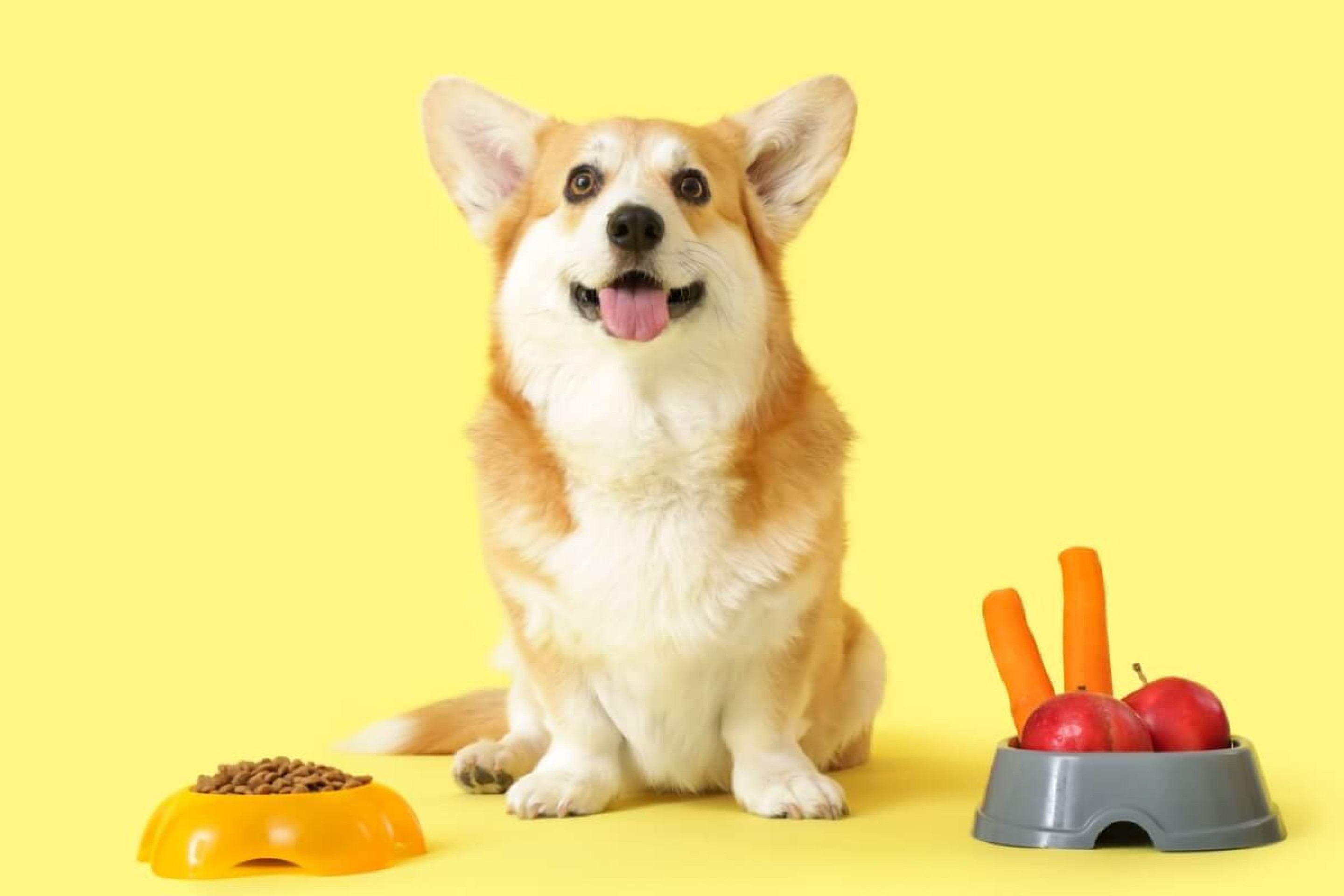 9 sabores que os cachorros mais gostam 