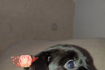 Max, Mingau, Mike, Luna, Will e Nina aguardam por uma fam&iacute;lia -  (crédito: Arquivo pessoal)