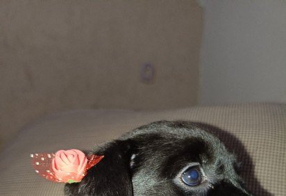 Max, Mingau, Mike, Luna, Will e Nina aguardam por uma fam&iacute;lia -  (crédito: Arquivo pessoal)