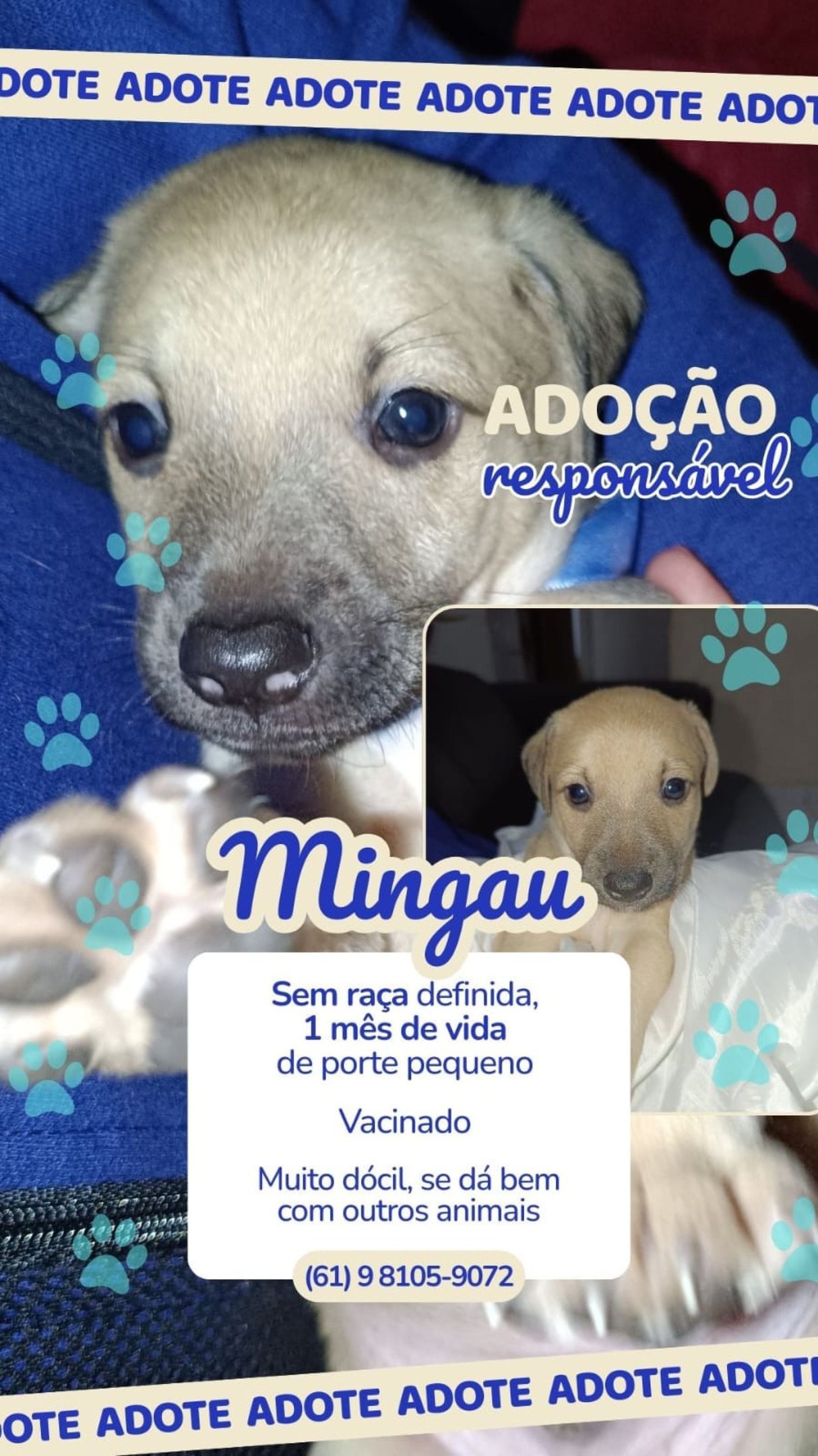 Max, Mingau, Mike, Luna, Will e Nina aguardam por uma fam&iacute;lia