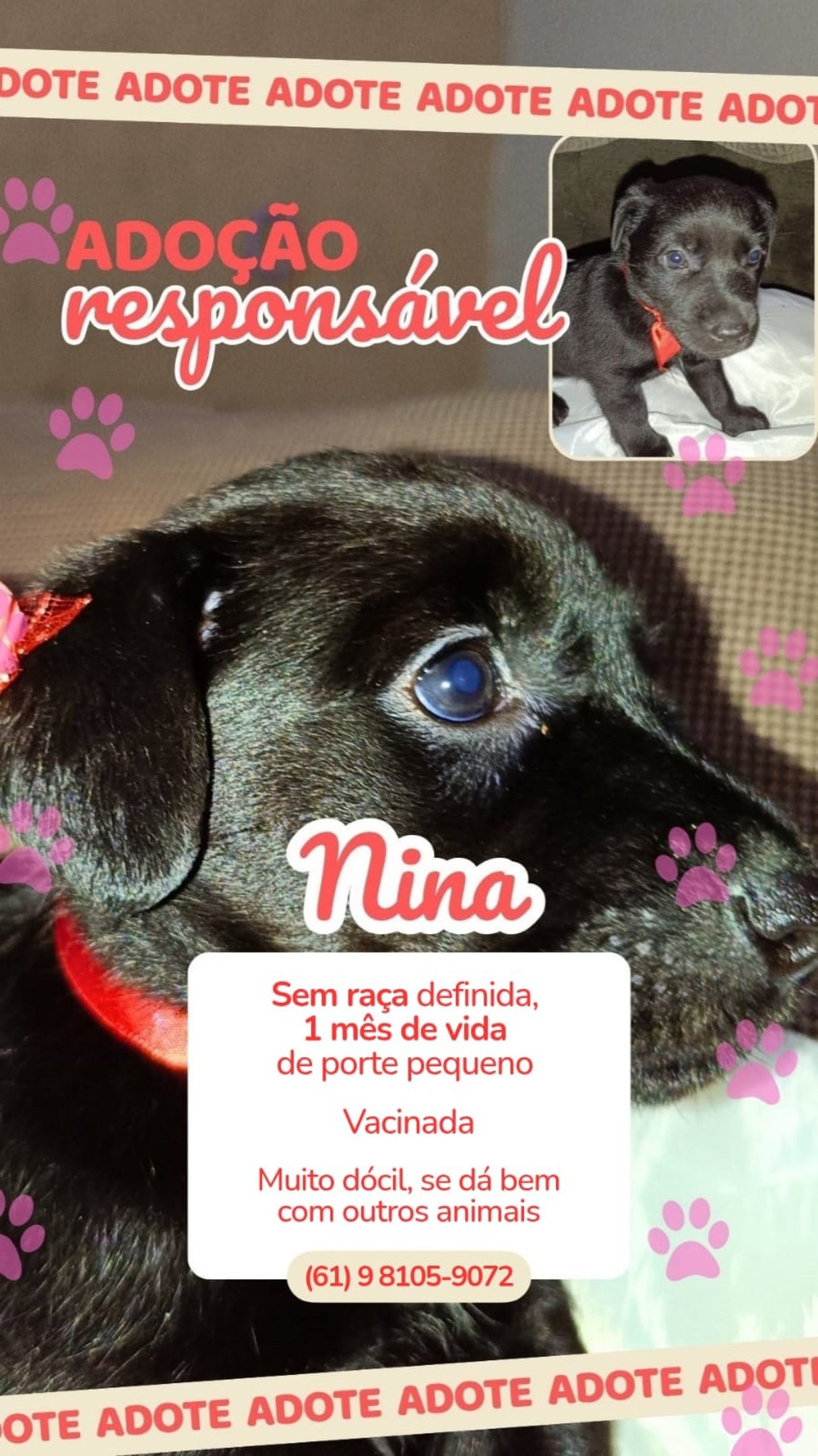 Max, Mingau, Mike, Luna, Will e Nina aguardam por uma fam&iacute;lia