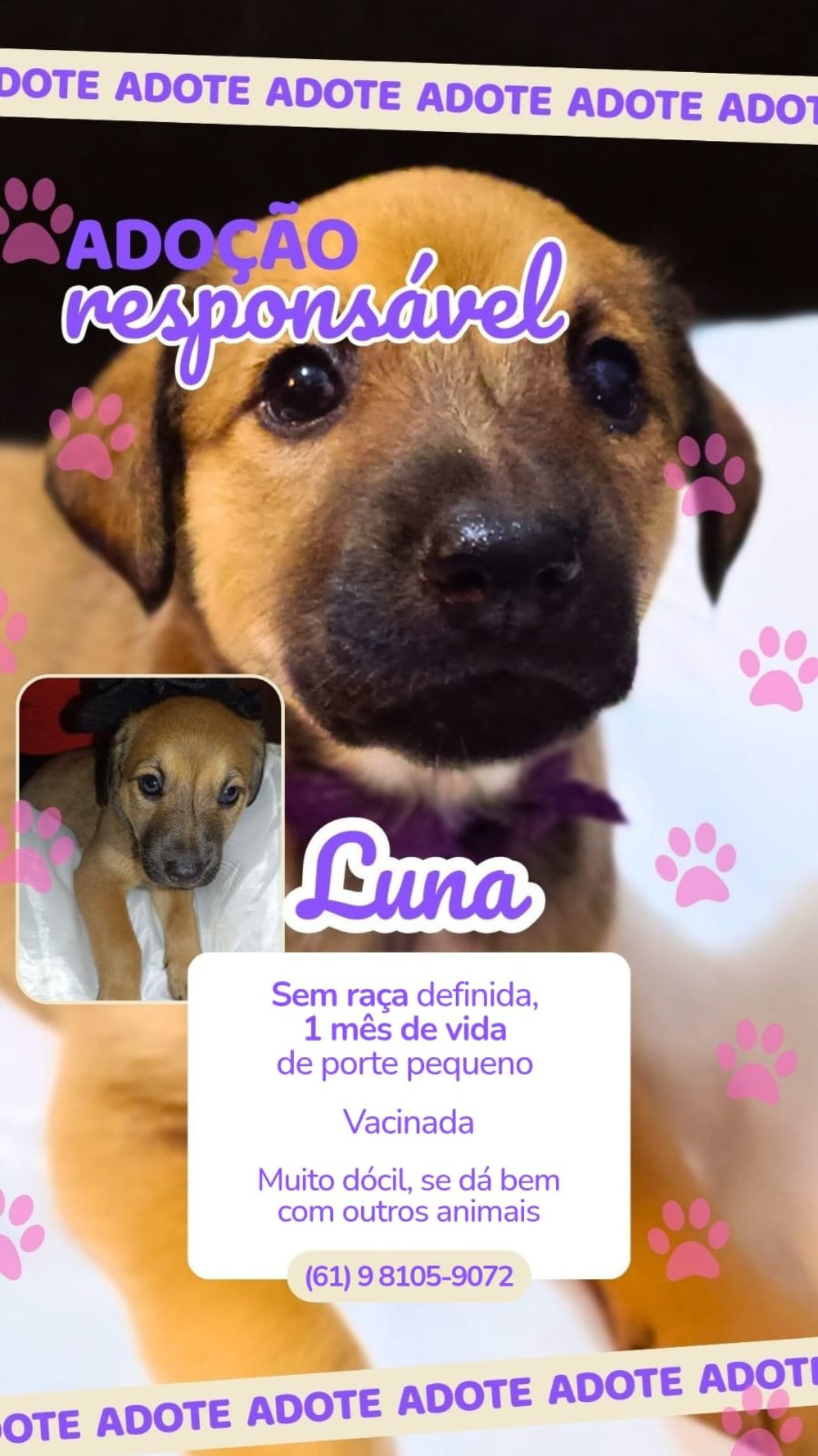 Max, Mingau, Mike, Luna, Will e Nina aguardam por uma fam&iacute;lia