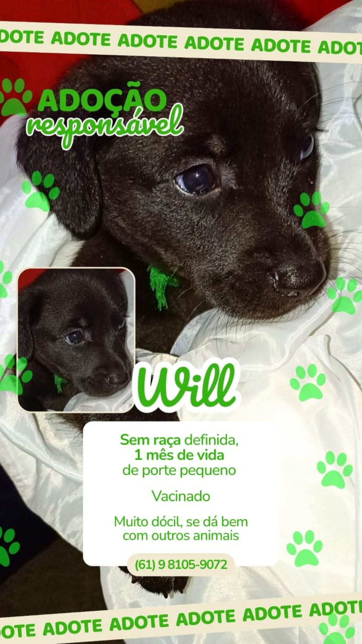 Max, Mingau, Mike, Luna, Will e Nina aguardam por uma fam&iacute;lia