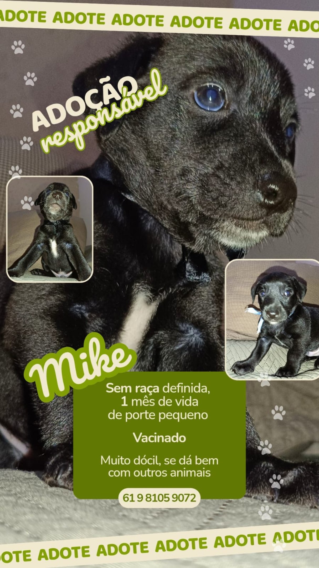 Max, Mingau, Mike, Luna, Will e Nina aguardam por uma fam&iacute;lia