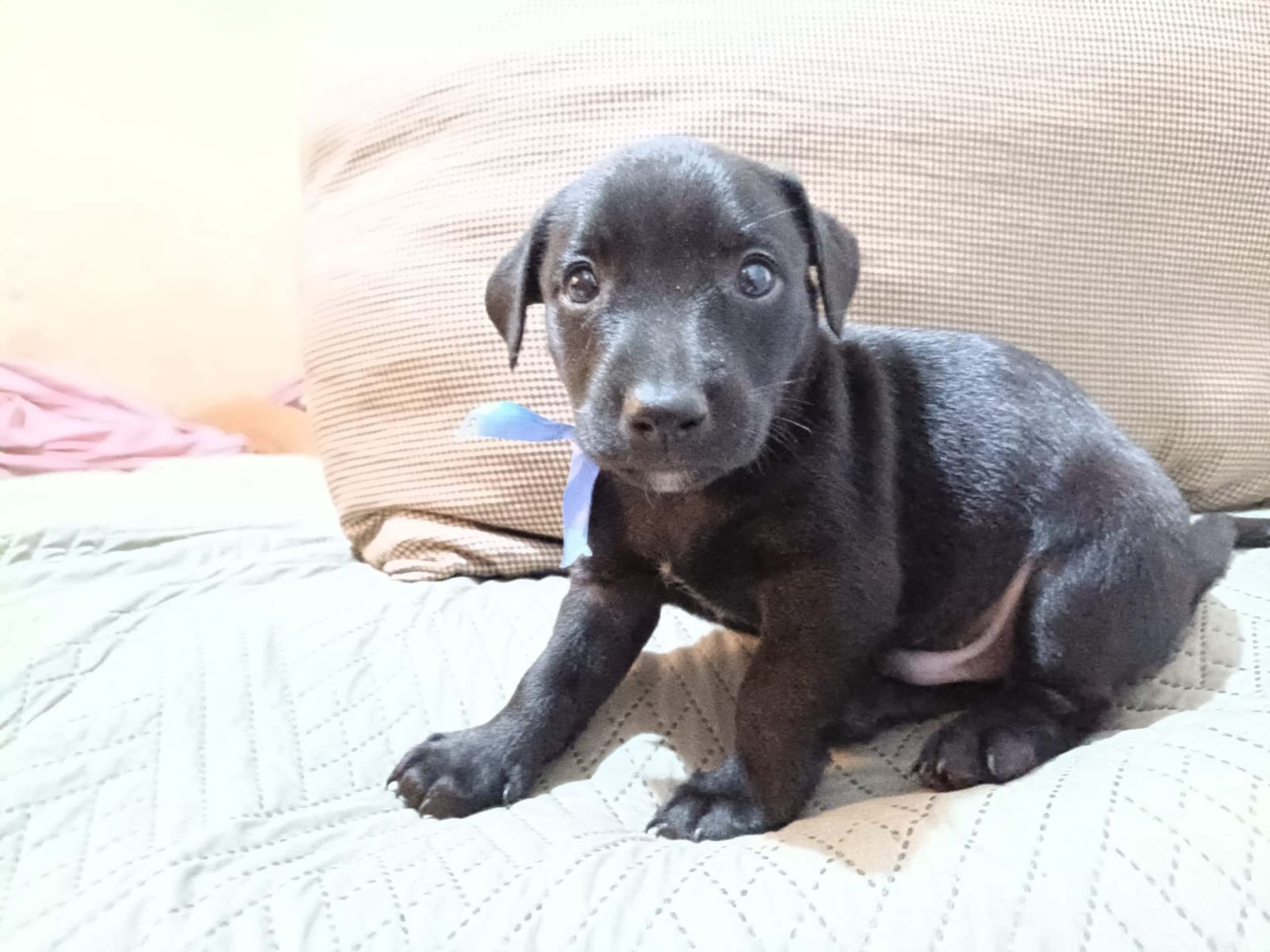Max, Mingau, Mike, Luna, Will e Nina aguardam por uma fam&iacute;lia