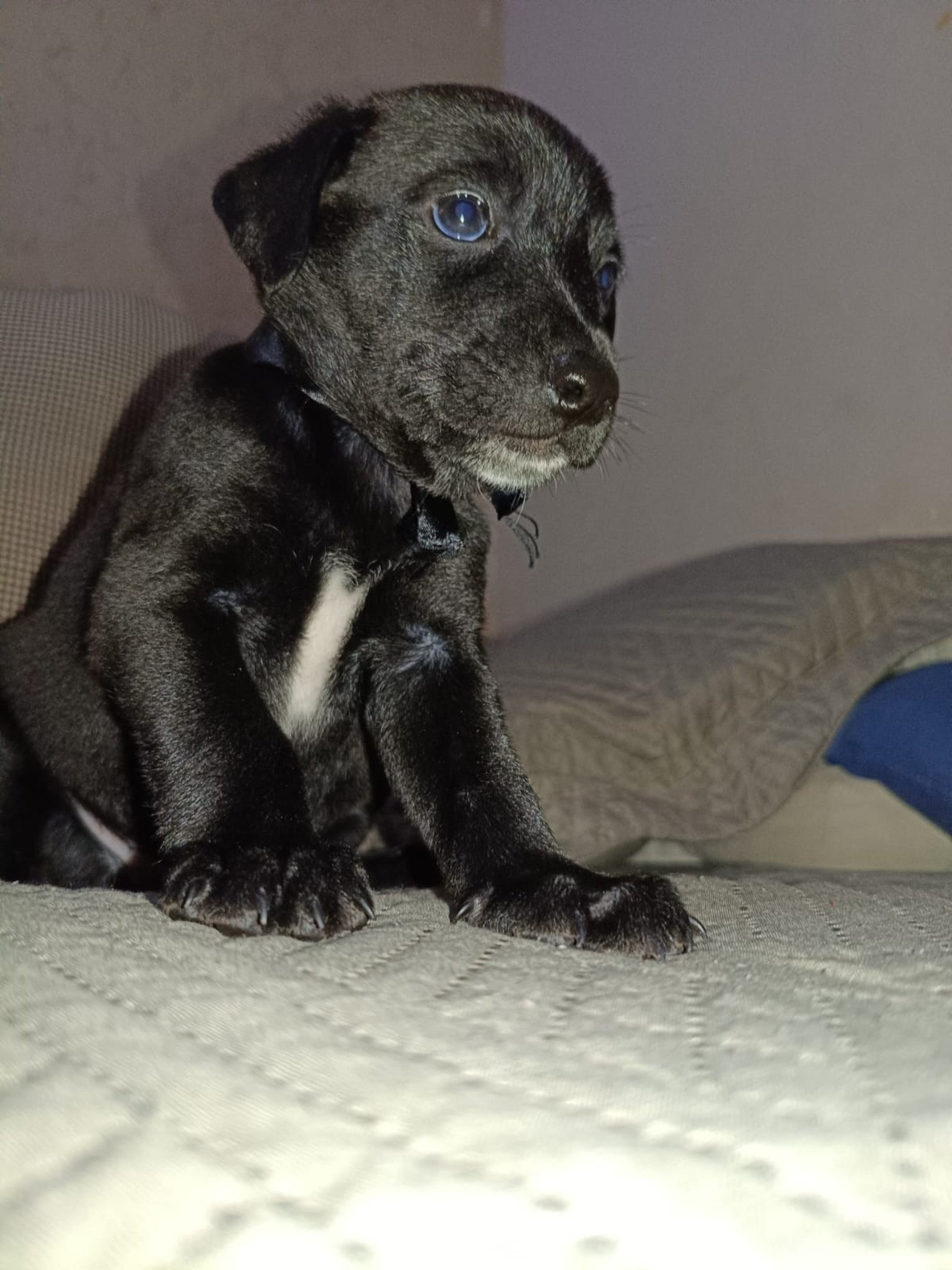 Max, Mingau, Mike, Luna, Will e Nina aguardam por uma fam&iacute;lia