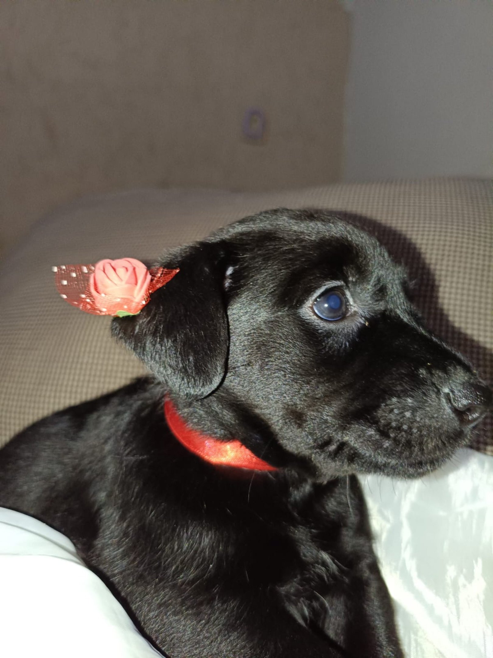 Max, Mingau, Mike, Luna, Will e Nina aguardam por uma fam&iacute;lia