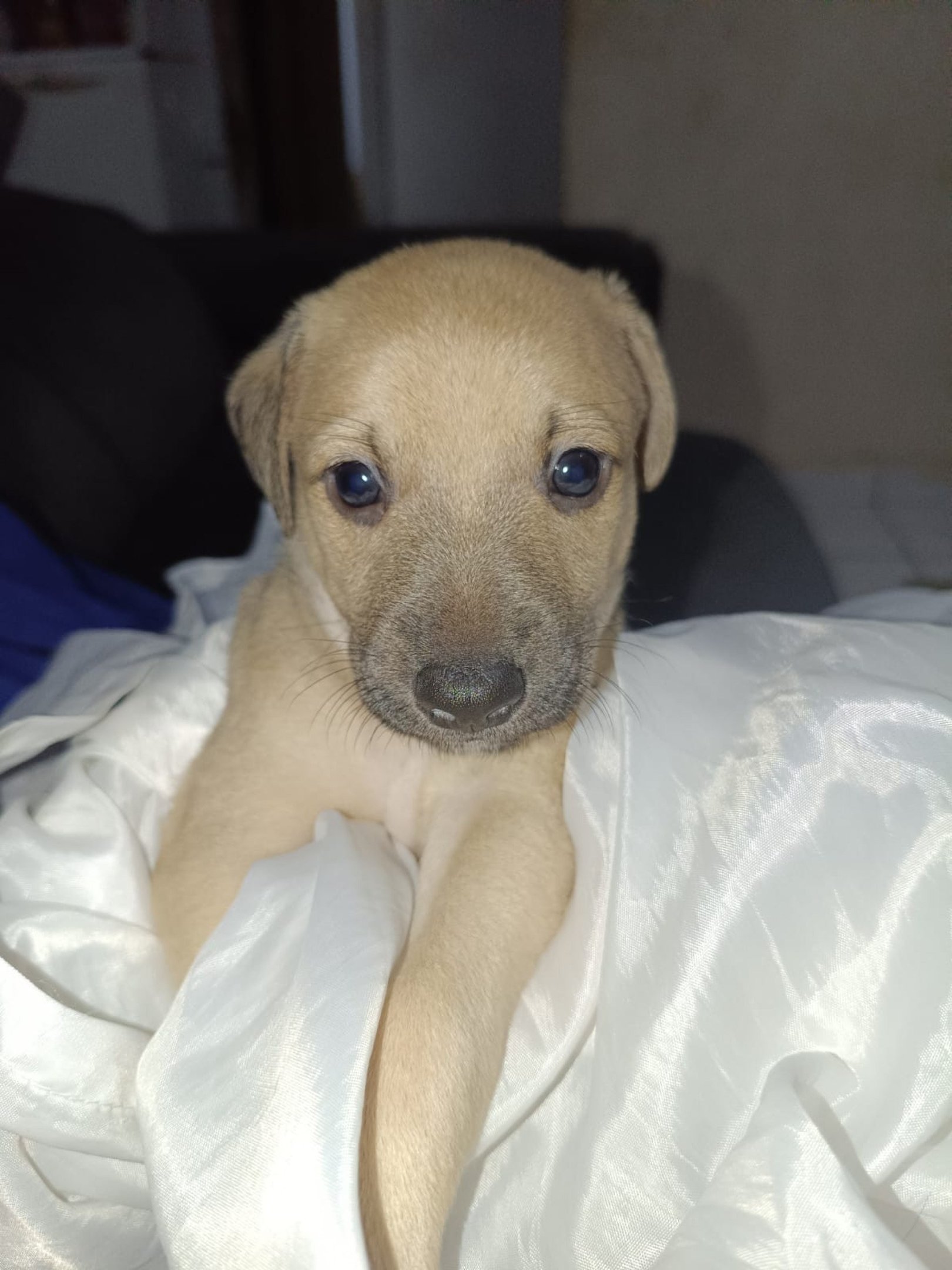 Max, Mingau, Mike, Luna, Will e Nina aguardam por uma fam&iacute;lia