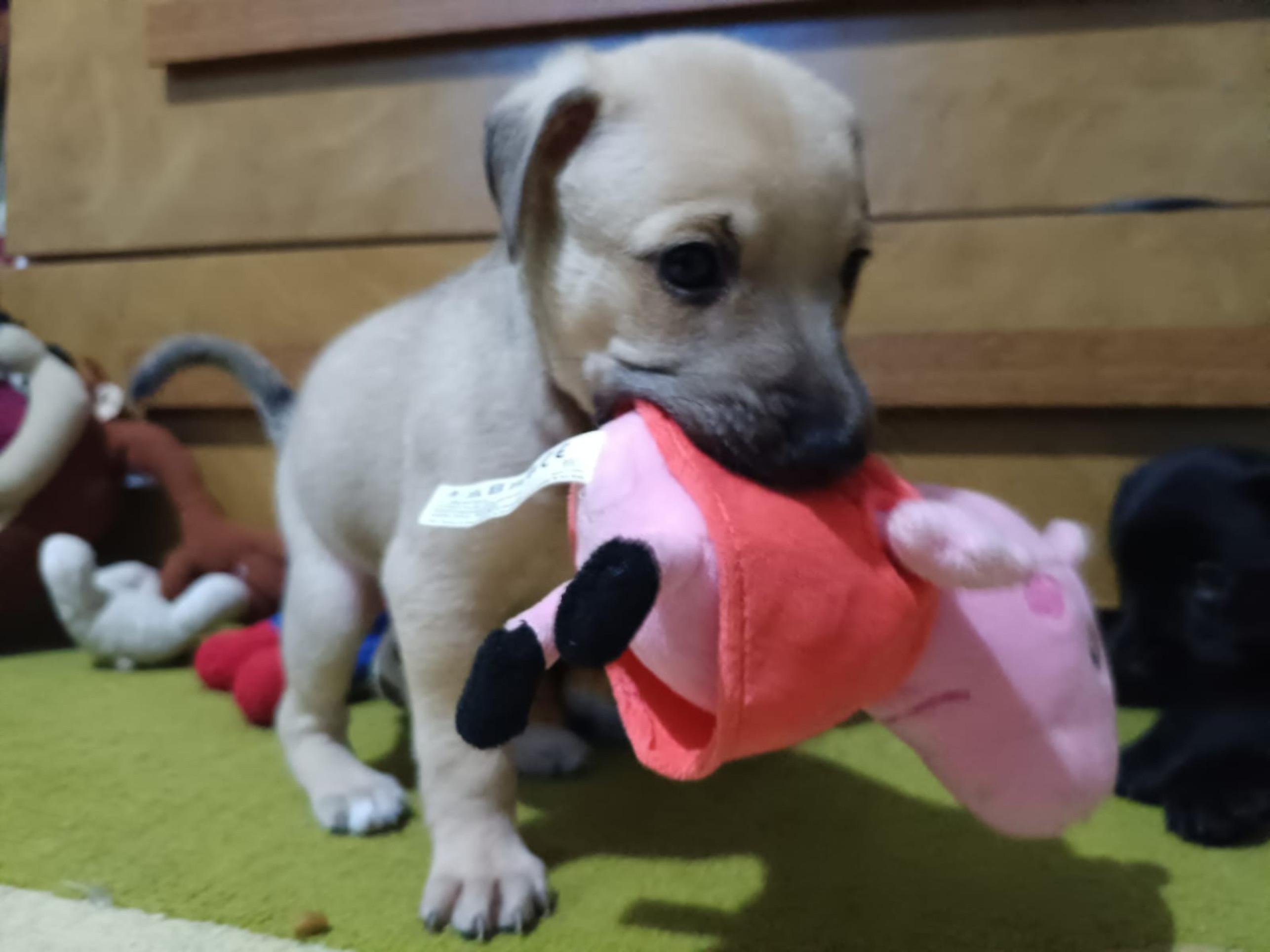 Max, Mingau, Mike, Luna, Will e Nina aguardam por uma fam&iacute;lia