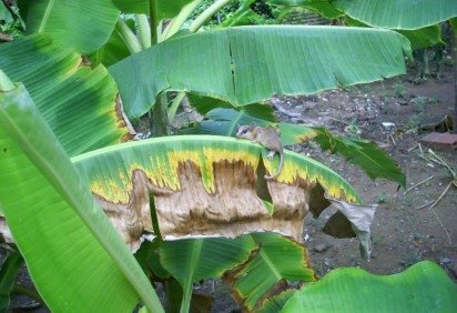 Homem é encontrado morto em área de mata em Caratinga (MG), no Vale do Rio Doce -  (crédito: Pixnio/Reprodução)