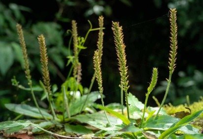 A tanchagem possui uma série de propriedades benéficas à saúde (Imagem: Patricia Hikari | Shutterstock) -  (crédito: EdiCase) -A tanchagem possui uma série de propriedades benéficas à saúde (Imagem: Patricia Hikari | Shutterstock) -  (crédito: EdiCase)