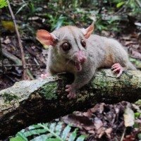 Cuíca-lanosa: marsupial é uma das espécies nas quais os cientistas apostam para ajudar na recuperação ambiental da área devastada -  (crédito:  Wesley Lopes)