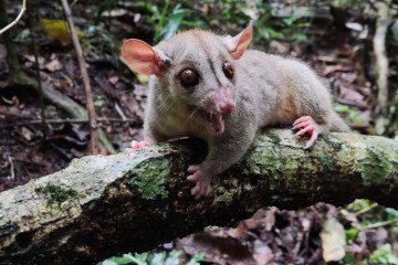 Cuíca-lanosa: marsupial é uma das espécies nas quais os cientistas apostam para ajudar na recuperação ambiental da área devastada -  (crédito:  Wesley Lopes)