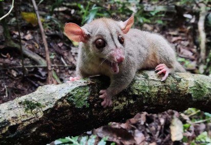 Cuíca-lanosa: marsupial é uma das espécies nas quais os cientistas apostam para ajudar na recuperação ambiental da área devastada -  (crédito:  Wesley Lopes) -Cuíca-lanosa: marsupial é uma das espécies nas quais os cientistas apostam para ajudar na recuperação ambiental da área devastada -  (crédito:  Wesley Lopes)