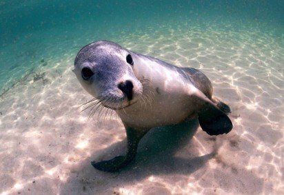 O leão-marinho é um mamífero marinho que vive principalmente em regiões costeiras (Imagem: RugliG | Shutterstock) -  (crédito: EdiCase) -O leão-marinho é um mamífero marinho que vive principalmente em regiões costeiras (Imagem: RugliG | Shutterstock) -  (crédito: EdiCase)