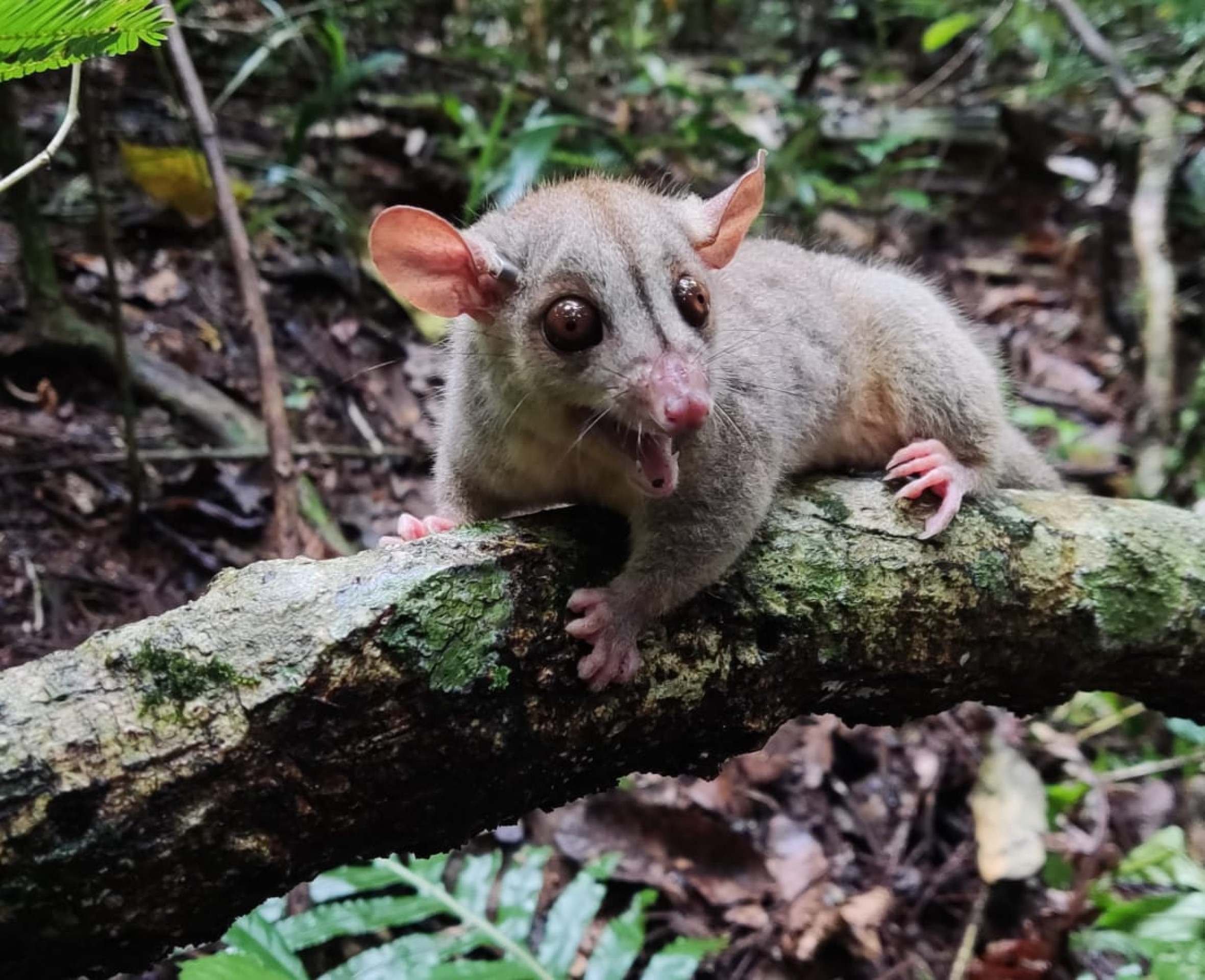 Cientistas identificam 15 novas espécies de mamíferos 