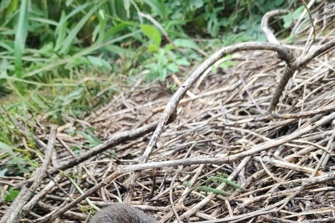 Rato-do-mato: espécie contribui na dispersão de sementes