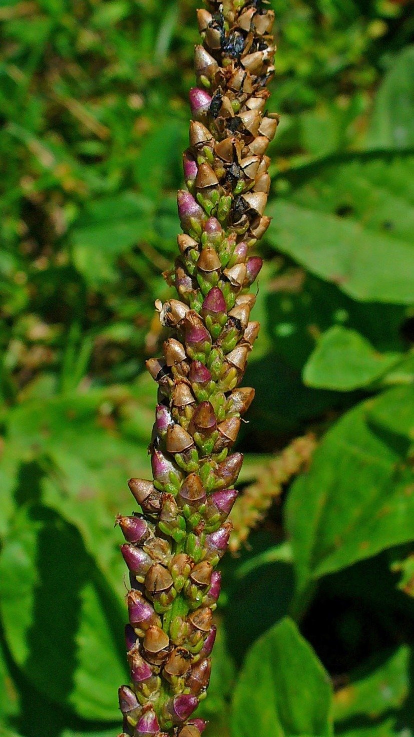 Originária da Europa e da Ásia, a tanchagem (Plantago major) é uma planta medicinal comumente encontrada em várias partes do mundo -  (crédito: Reprodução/ Wikimedia Commons)