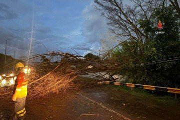 Uma árvore de grande porte caiu sobre a via pública e atingiu a rede de iluminação.  -  (crédito: CBMDF/Divulgação)