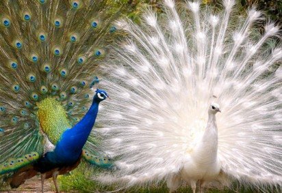 O pavão é uma das aves ornamentais mais conhecidas do mundo, famoso pela cauda longa e colorida exibida em forma de leque. Essa característica está ligada principalmente aos machos e tem função de atração durante o período reprodutivo. -  -O pavão é uma das aves ornamentais mais conhecidas do mundo, famoso pela cauda longa e colorida exibida em forma de leque. Essa característica está ligada principalmente aos machos e tem função de atração durante o período reprodutivo. - 