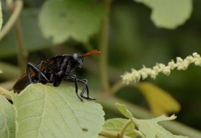 A maior mosca do mundo tem origem brasileira: a Gauromydas heros, capaz de atingir até 7 centímetros, quase o tamanho de um beija-flor. Sua aparência engana à primeira vista, já que lembra muito uma vespa caçadora. -  (crédito: João Salvador / iNaturalist) -A maior mosca do mundo tem origem brasileira: a Gauromydas heros, capaz de atingir até 7 centímetros, quase o tamanho de um beija-flor. Sua aparência engana à primeira vista, já que lembra muito uma vespa caçadora. -  (crédito: João Salvador / iNaturalist)