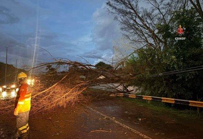 Uma árvore de grande porte caiu sobre a via pública e atingiu a rede de iluminação.  -  (crédito: CBMDF/Divulgação) -Uma árvore de grande porte caiu sobre a via pública e atingiu a rede de iluminação.  -  (crédito: CBMDF/Divulgação)