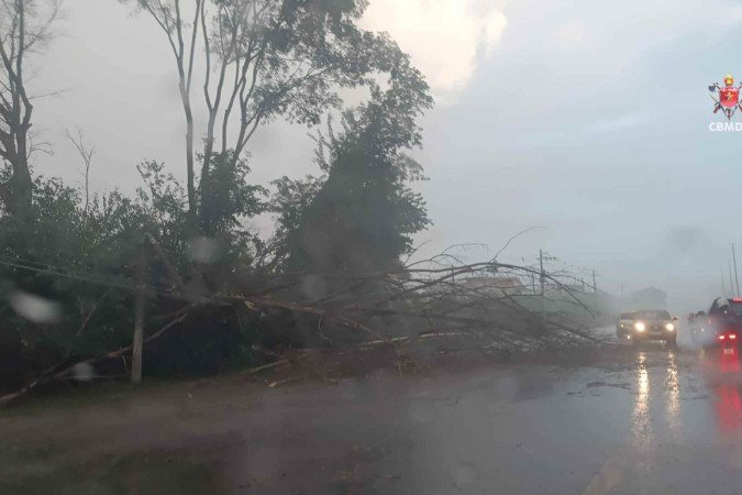 Uma árvore de grande porte caiu sobre a via pública e atingiu a rede de iluminação. 