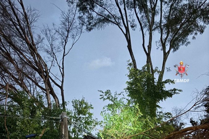 Uma árvore de grande porte caiu sobre a via pública e atingiu a rede de iluminação. 