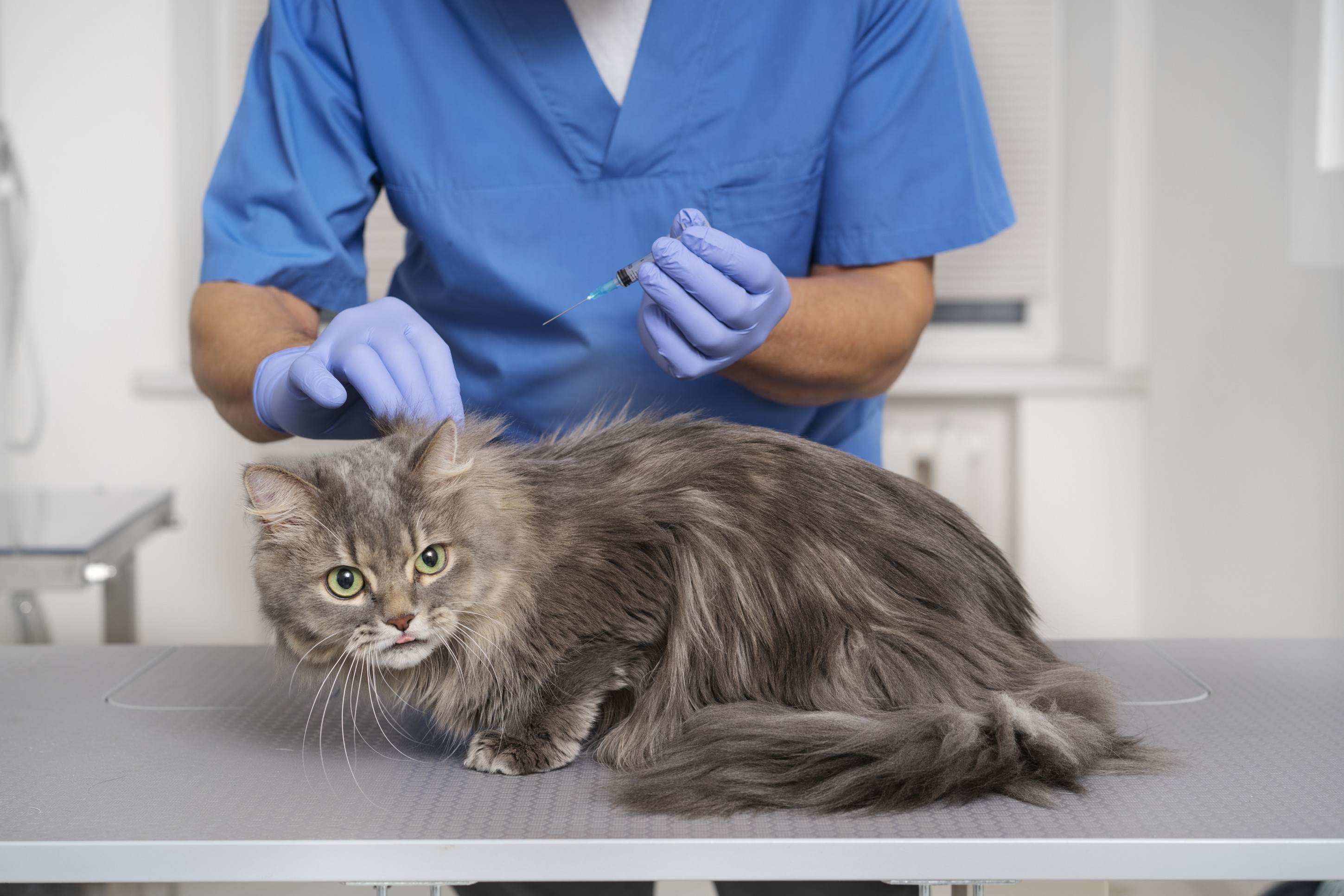 Dose certa de proteção: saiba quais são as vacinas essenciais para cães e gatos