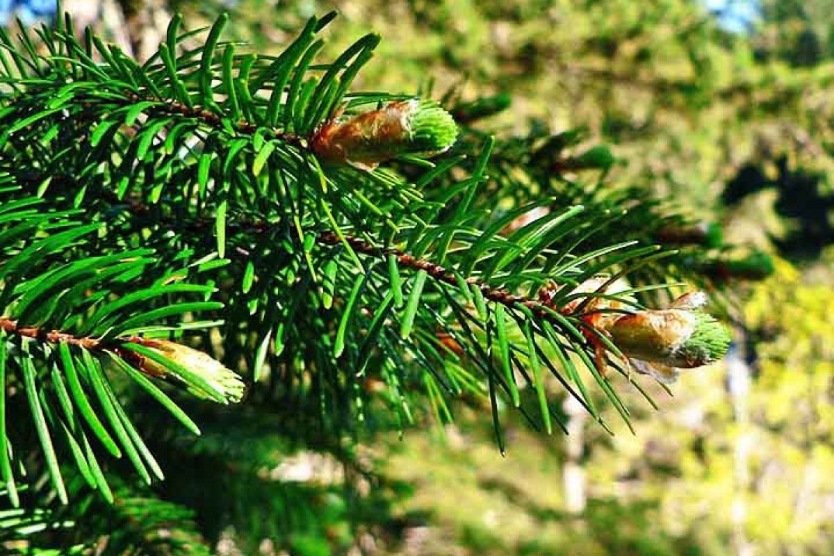 Saiba como as coníferas conseguem preservar o viço nas paisagens geladas