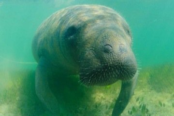 Pai mentiu para filho de 6 anos que gostava de peixes-boi e mentira se tornou vínculo especial entre eles -  (crédito: Luciano Candisani/Acervo FMA)