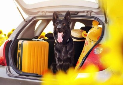 Cuidados durante as viagens de verão mantêm o bem-estar emocional e comportamental dos animais (Imagem: Kasefoto | Shutterstock)
 -  (crédito: EdiCase) -Cuidados durante as viagens de verão mantêm o bem-estar emocional e comportamental dos animais (Imagem: Kasefoto | Shutterstock)
 -  (crédito: EdiCase)