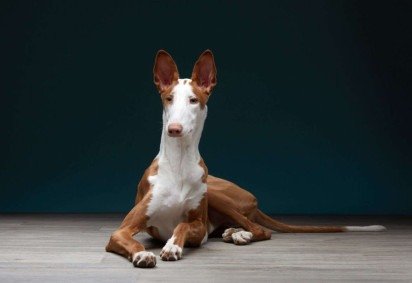 Os cães de origem espanhola não apenas refletem a herança e a tradição do país, mas também demonstram diversas qualidades (Imagem: Anna Averianova | Shutterstock)  -  (crédito: EdiCase) -Os cães de origem espanhola não apenas refletem a herança e a tradição do país, mas também demonstram diversas qualidades (Imagem: Anna Averianova | Shutterstock)  -  (crédito: EdiCase)