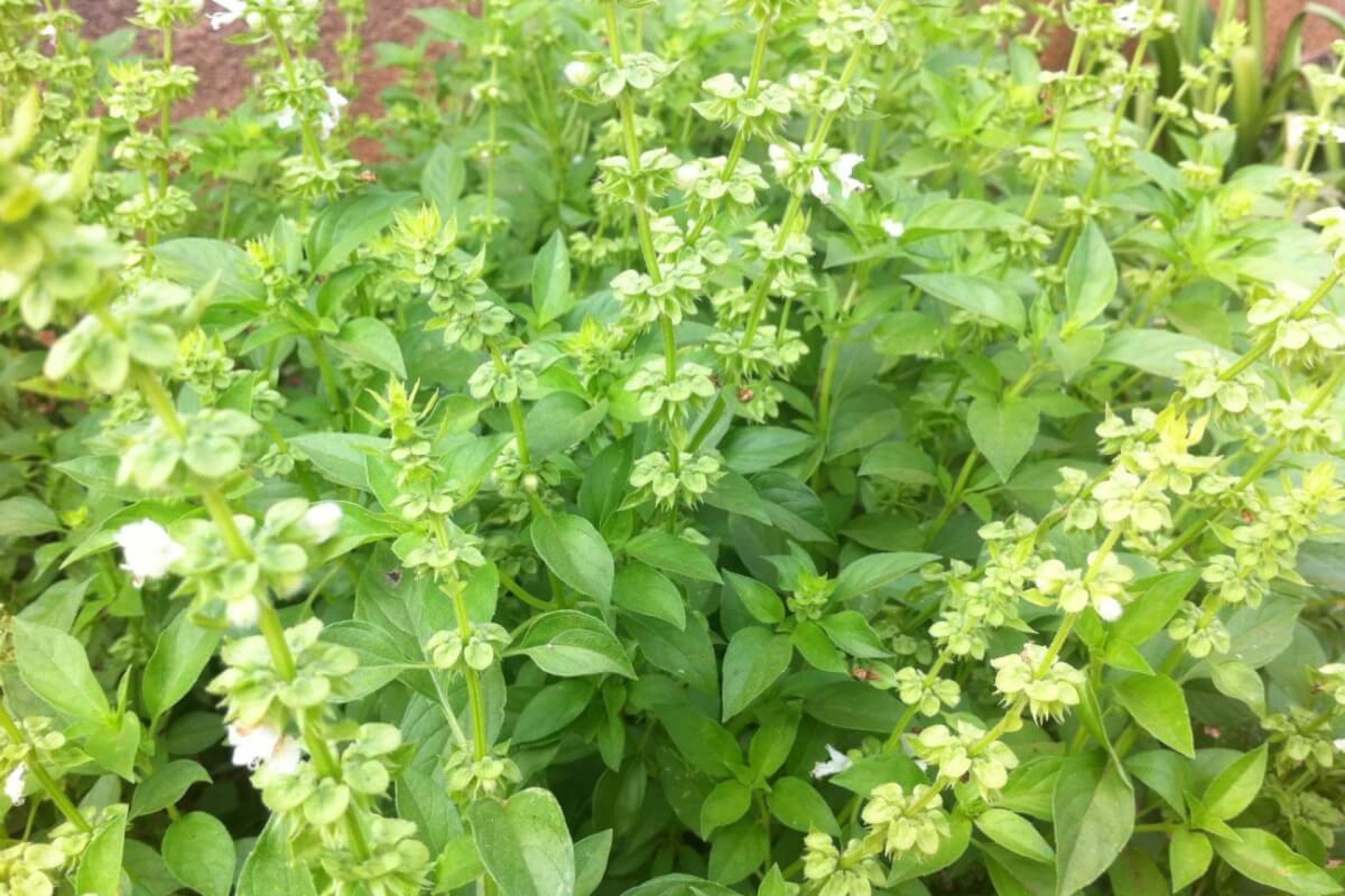 Alfavaca: 5 benefícios para a saúde e como incluir no dia a dia