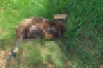 Animal foi encontrado morto por frequentadores do Taguaparque -  (crédito: Reprodução/Ceilândia Muita Treta)
